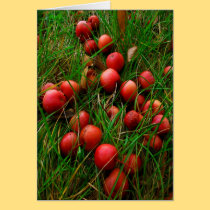 Real Red Crabby Apples cards