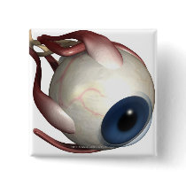 Realistic rendering of the muscles of the eye pins
