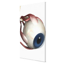 Realistic rendering of the muscles of the eye stretched canvas print