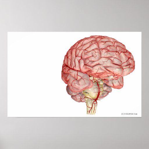 Human Brain Posters, Human Brain Prints, Art Prints, & Poster Designs