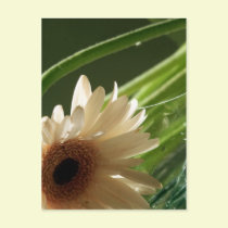 Reality postcards