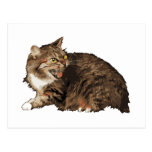 Really Angry Cat Post Cards