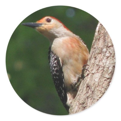 Really Red-bellied Male Sticker by naturegirl7