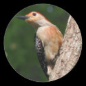 Really Red-bellied Male Sticker