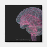 Rear view of the human brain fridge magnet