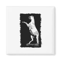 Rearing Andalusian Stallion Magnets