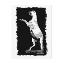 Rearing Andalusian Stallion Postcard