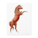 Rearing Chestnut Horse Postcard