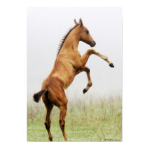 Rearing Colt posters by PaintingPony Rearing Colt posters