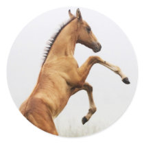 Rearing Colt stickers