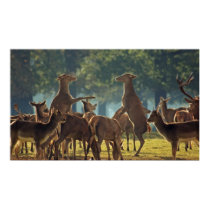 Rearing Doe red deer Posters