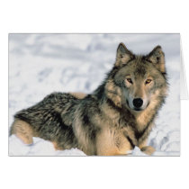 Reclining Wolf Card