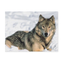 Reclining Wolf Postcard
