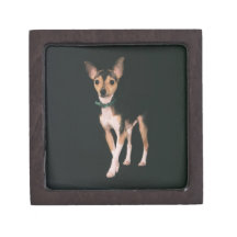 Recuerdo Box2 del fox terrier del juguete Cajas De Joyas De Calidad
