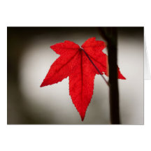 Red Acer Greeting Cards