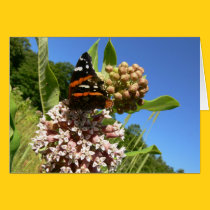 Red Admiral butterfly cards