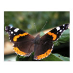 Red Admiral Butterfly Postcard