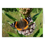 Red Admiral on Milkweed Cards