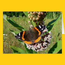 Red Admiral on Milkweed cards