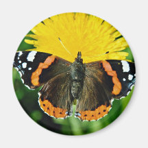 Red admiral, Vanessa atalanta  flowers Magnets