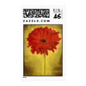 Red African Daisy postage