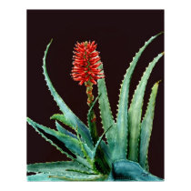 Red Aloe Cactus Poster