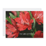 Red Alstroemeria Flowers  YOU ARE INVITED