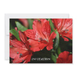 Red Alstroemeria  INVITATION
