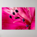 Red Alstroemeria Print
