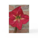 Red Amaryllis cards by BeMerry Red Amaryllis cards