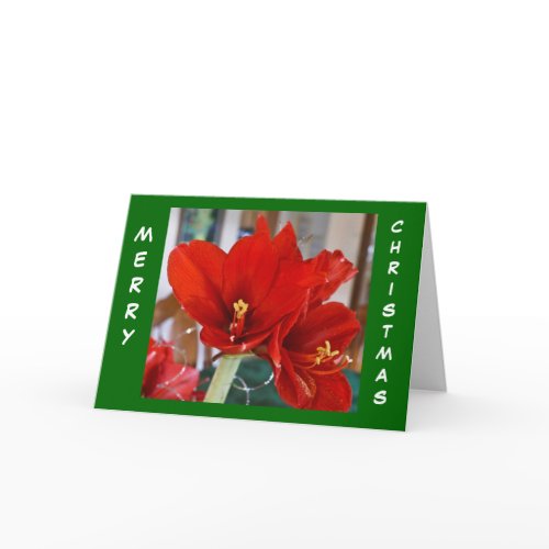 Red Amaryllis card