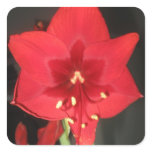 flower, flowers, red, red flower, spring, garden,