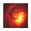 Red Amaryllis Magnet by patenaudephotography Red Amaryllis Magnet