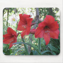 Red Amaryllis mousepads
