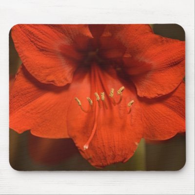 Red Amaryllis Mousepad by mlane53