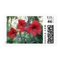 Red Amaryllis postage