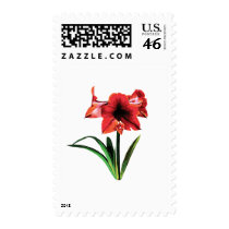 Red Amaryllis Postage Stamps