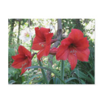 Red Amaryllis postcards