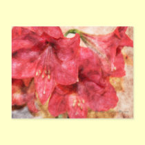 Red Amaryllis Postcard