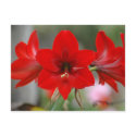 Red Amaryllis Postcard