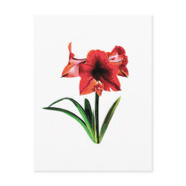 Red Amaryllis Post Card