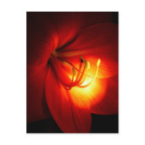 Red Amaryllis Postcards