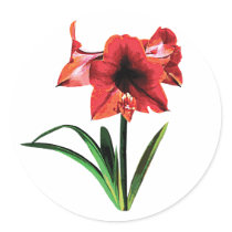 Red Amaryllis Round Stickers