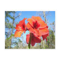 Red Amaryllis with Blue Sky Post Card
