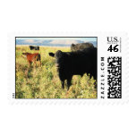 Red and Black Cow Calf Herd - Calves postage