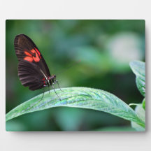 Red And Black On Leaf Photo Plaque