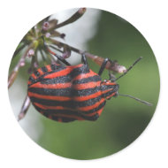 Red and black striped bug sticker sticker