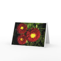 Red and Gold cards