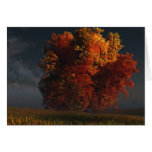 Red and Gold Greeting Card