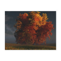 Red and Gold Postcard by digitalblasphemy Red and Gold Postcard